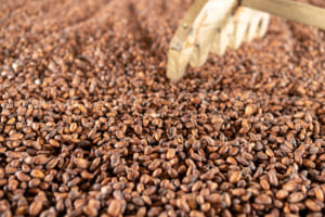 Iniciativas de Luker para Mejorar la Calidad del Cacao